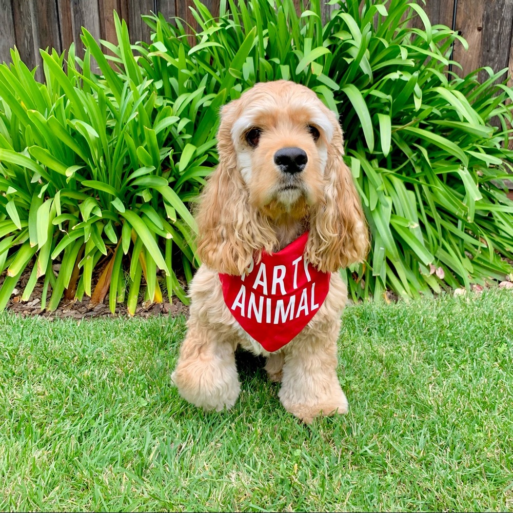 | “party animal” reversible red solo cup dog bandana | - Picture 2 of 10